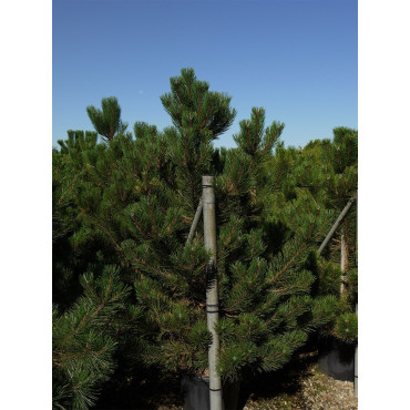 PINUS nigra ssp. nigra (Pin noir d'Autriche) En pot de 35-50 litres