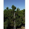 PINUS nigra ssp. nigra (Pin noir d'Autriche) En pot de 35-50 litres