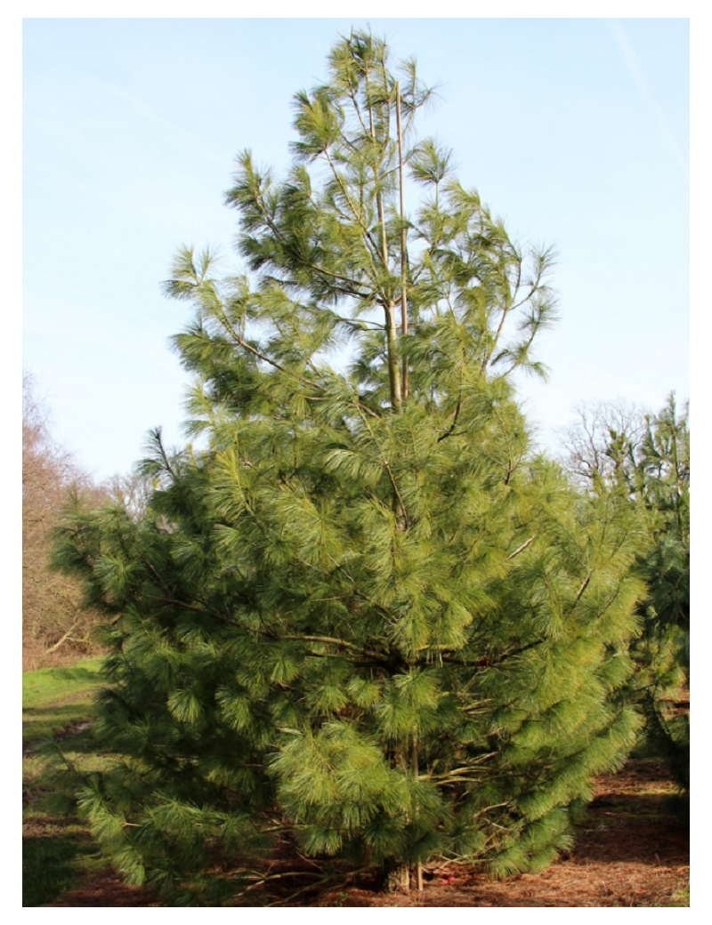 PINUS griffithii (Pin de l'Himalaya)