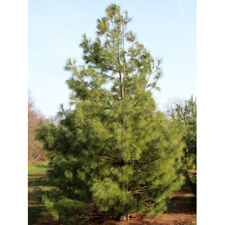 PINUS griffithii (Pin de l'Himalaya)