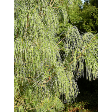 PINUS griffithii (Pin de l'Himalaya)