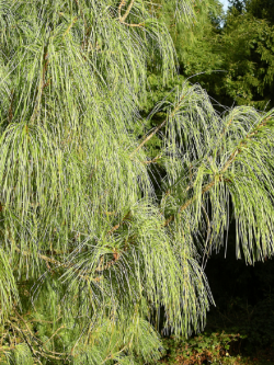 PINUS griffithii