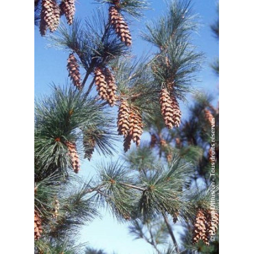 PINUS griffithii (Pin de l'Himalaya)