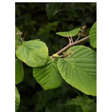 CORYLOPSIS pauciflora (Noisetier du Japon)