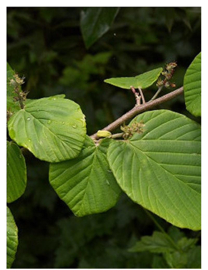 CORYLOPSIS pauciflora (Noisetier du Japon)