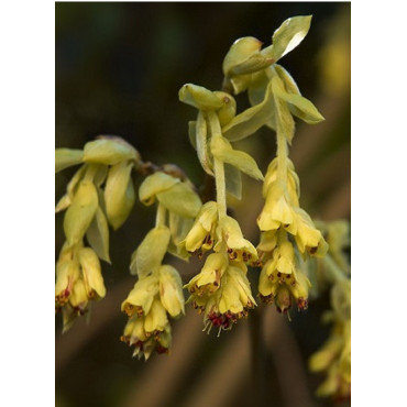 CORYLOPSIS pauciflora (Noisetier du Japon)