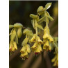 CORYLOPSIS pauciflora (Noisetier du Japon)
