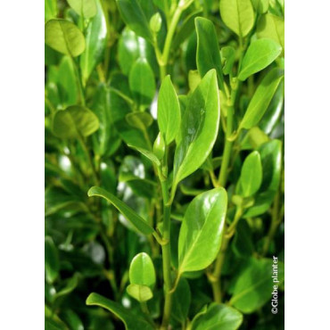 GRISELINIA littoralis GREEN HORIZON® (Griseline du littoral Green horizon)