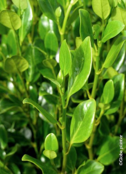 GRISELINIA littoralis GREEN HORIZON