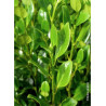 GRISELINIA littoralis GREEN HORIZON® (Griseline du littoral Green horizon)