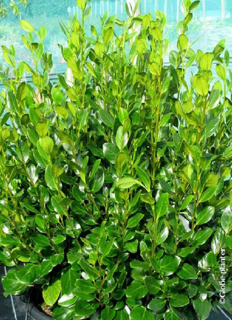 GRISELINIA littoralis GREEN HORIZON® (Griseline du littoral Green horizon) — free download
