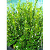 GRISELINIA littoralis GREEN HORIZON® (Griseline du littoral Green horizon)