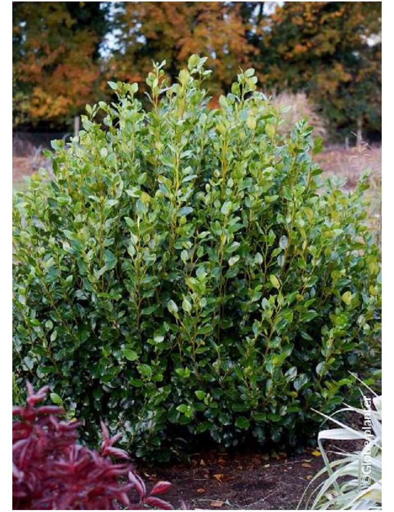 GRISELINIA littoralis GREEN HORIZON® (Griseline du littoral Green horizon)