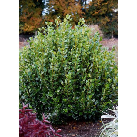 GRISELINIA littoralis GREEN HORIZON® (Griseline du littoral Green horizon)