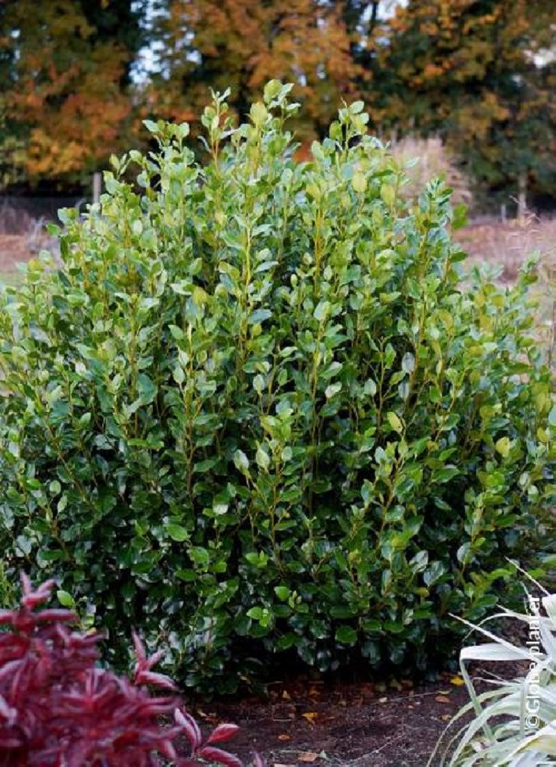 GRISELINIA littoralis GREEN HORIZON