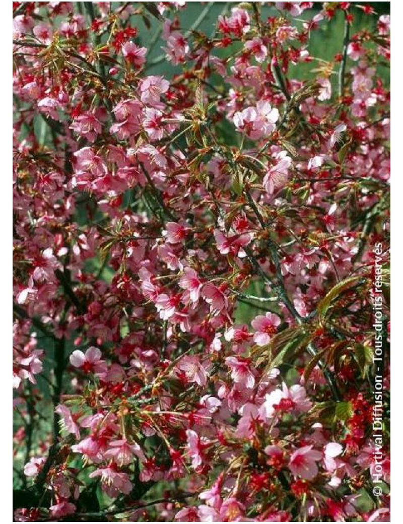 PRUNUS OKAME (Cerisier à fleurs du Japon Okame)