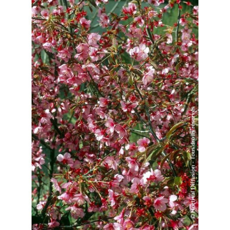 PRUNUS OKAME (Cerisier à fleurs du Japon Okame)