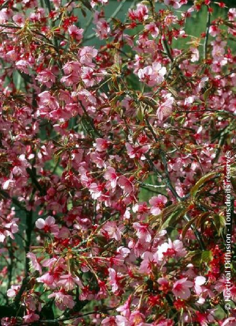 PRUNUS OKAME