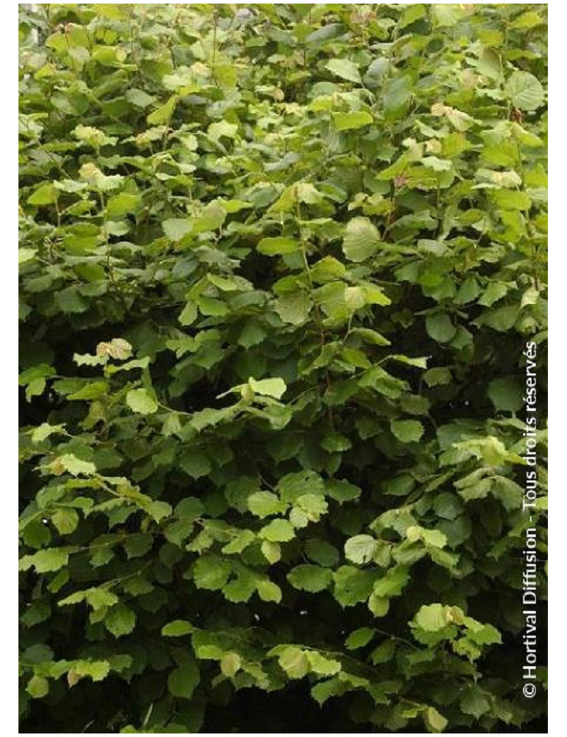 CORYLUS avellana (Noisetier commun)