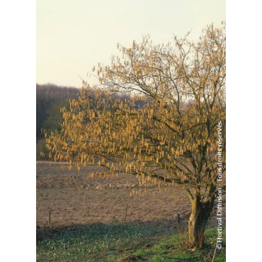 CORYLUS avellana (Noisetier commun)