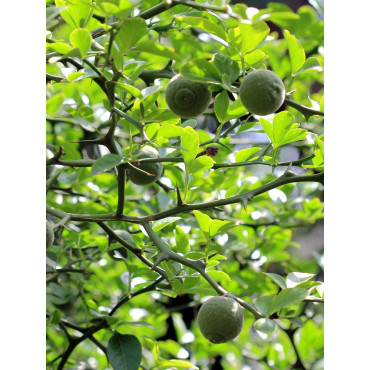 PONCIRUS trifoliata (Citronnier épineux ou Oranger trifolié)