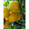 PONCIRUS trifoliata (Citronnier épineux ou Oranger trifolié)