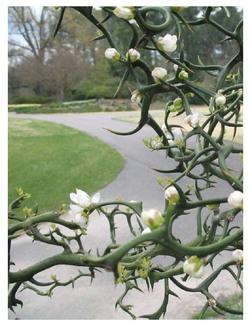 PONCIRUS trifoliata (Citronnier épineux ou Oranger trifolié)