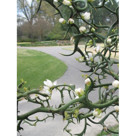 PONCIRUS trifoliata (Citronnier épineux ou Oranger trifolié)