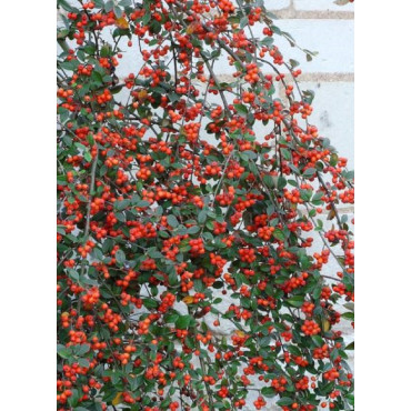 COTONEASTER franchetii (Cotonéaster de Franchet)