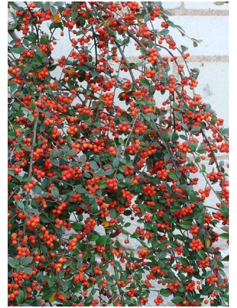 COTONEASTER franchetii (Cotonéaster de Franchet)