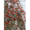 COTONEASTER franchetii (Cotonéaster de Franchet)