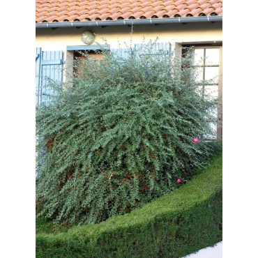 COTONEASTER franchetii (Cotonéaster de Franchet)