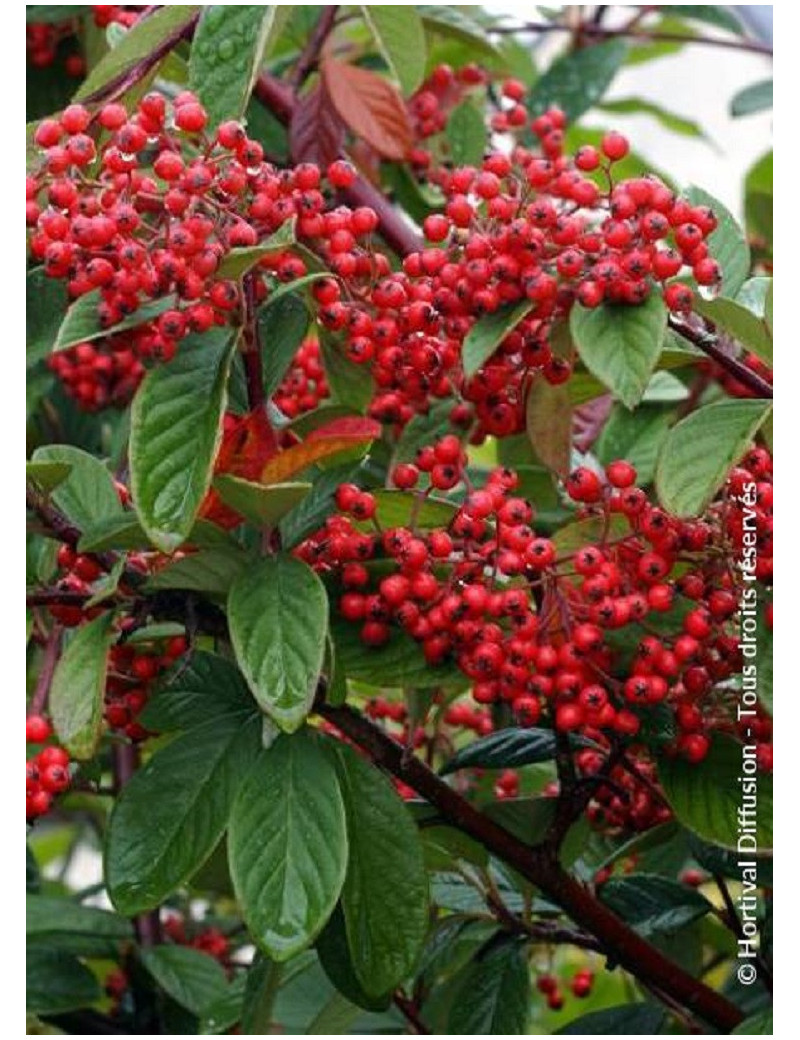 COTONEASTER lacteus (Cotonéaster laiteux)