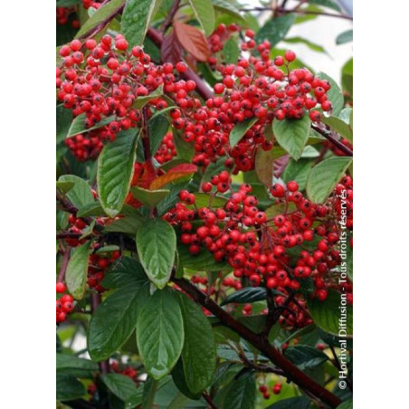 COTONEASTER lacteus (Cotonéaster laiteux)