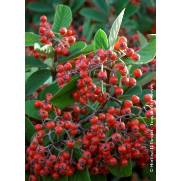 COTONEASTER lacteus (Cotonéaster laiteux)