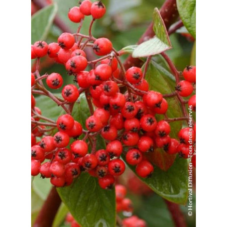 COTONEASTER lacteus (Cotonéaster laiteux)