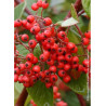 COTONEASTER lacteus (Cotonéaster laiteux)