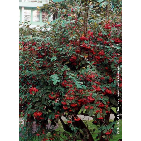 COTONEASTER lacteus (Cotonéaster laiteux)