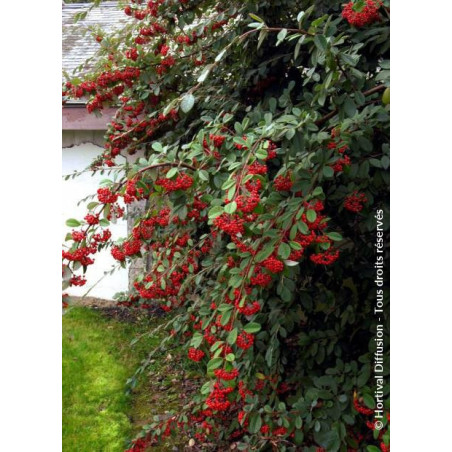 COTONEASTER lacteus (Cotonéaster laiteux)