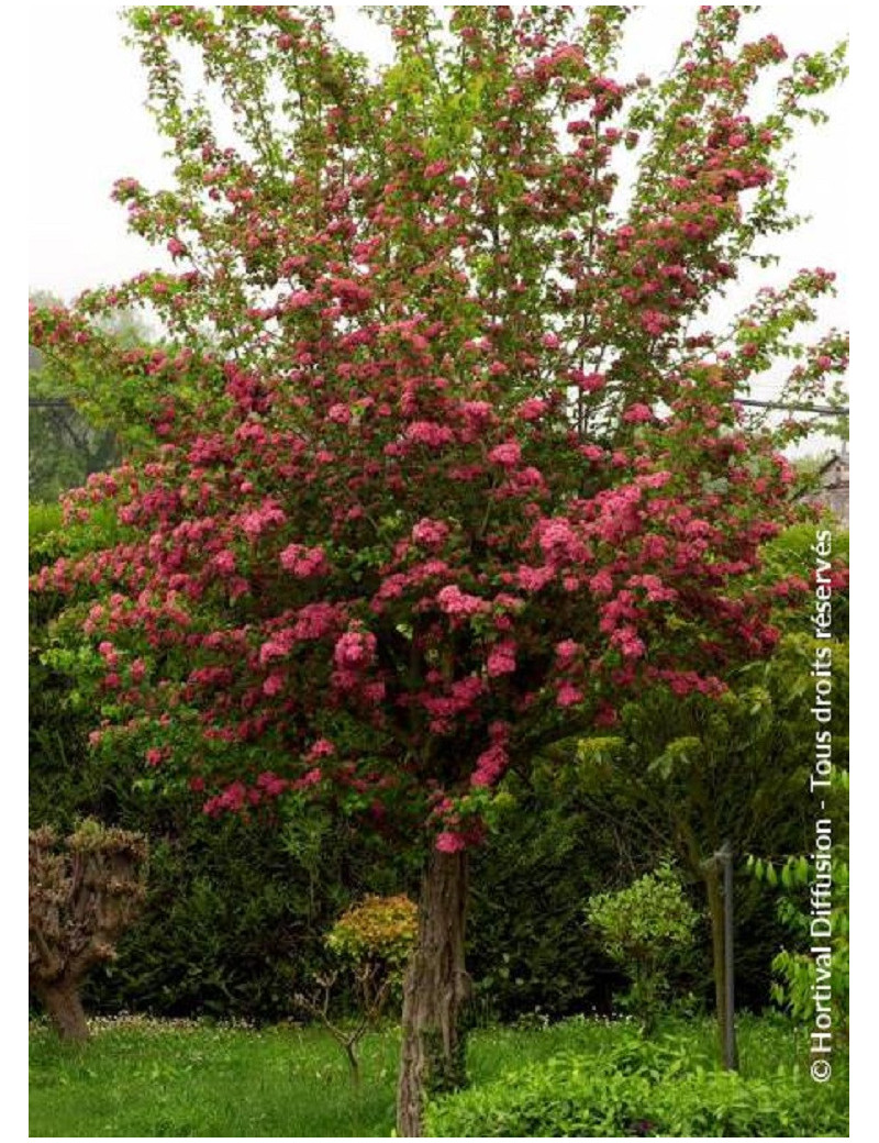 CRATAEGUS laevigata PAUL'S SCARLET (Aubépine à fleurs rouges)