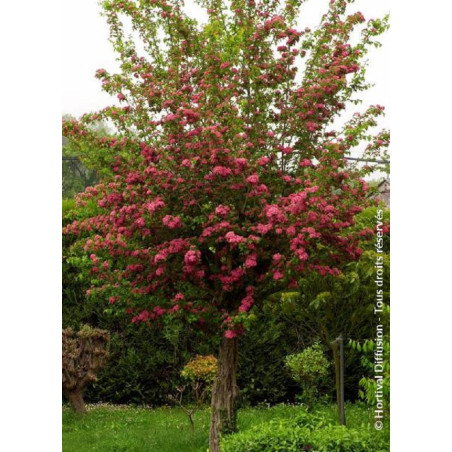 CRATAEGUS laevigata PAUL'S SCARLET (Aubépine à fleurs rouges)