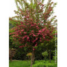 CRATAEGUS laevigata PAUL'S SCARLET (Aubépine à fleurs rouges)