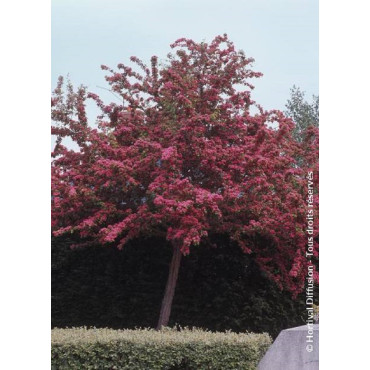 CRATAEGUS laevigata PAUL'S SCARLET (Aubépine à fleurs rouges)