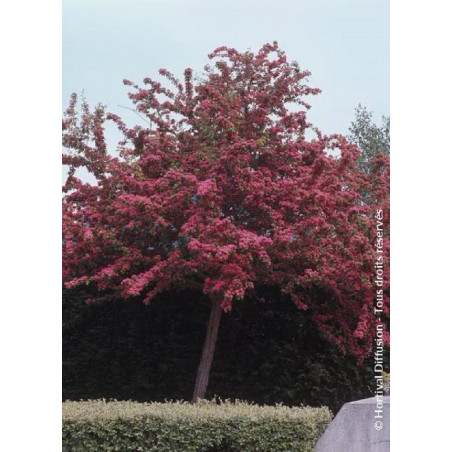 CRATAEGUS laevigata PAUL'S SCARLET (Aubépine à fleurs rouges)