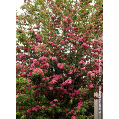 CRATAEGUS laevigata PAUL'S SCARLET (Aubépine à fleurs rouges)