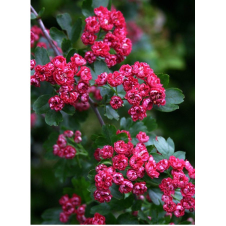 CRATAEGUS laevigata PAUL'S SCARLET (Aubépine à fleurs rouges)