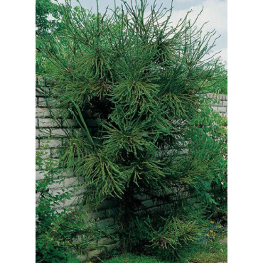 CRYPTOMERIA japonica ARAUCARIOIDES (Cryptomère araucarioides, cèdre du Japon, Sugi)