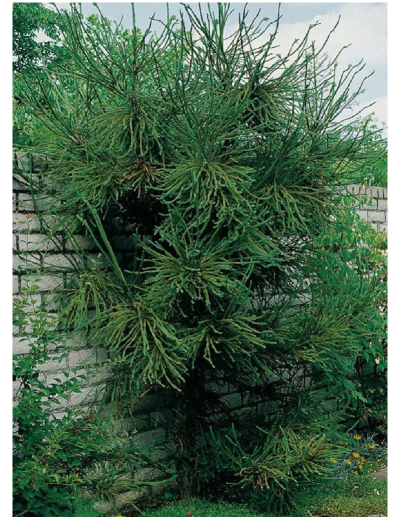 CRYPTOMERIA japonica ARAUCARIOIDES (Cryptomère araucarioides, cèdre du Japon, Sugi)