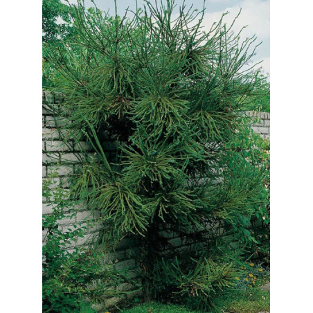 CRYPTOMERIA japonica ARAUCARIOIDES (Cryptomère araucarioides, cèdre du Japon, Sugi)