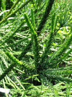 CRYPTOMERIA japonica ARAUCARIOIDES